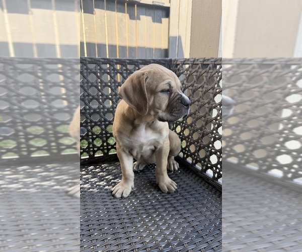 Medium Photo #16 Cane Corso-Mastiff Mix Puppy For Sale in NEW CANEY, TX, USA