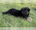 Small #23 German Shepherd Dog
