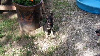 German Shepherd Dog Puppy for sale in CENTRALIA, MO, USA