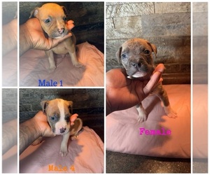American Bully Puppy for sale in MERIDIANVILLE, AL, USA