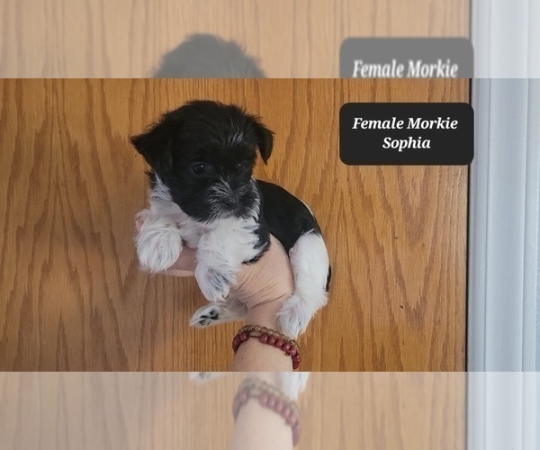 Medium Photo #3 Morkie Puppy For Sale in TUCSON, AZ, USA