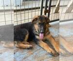 Small Photo #11 German Shepherd Dog Puppy For Sale in RIO LINDA, CA, USA