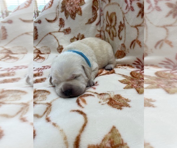 Medium Photo #10 Labrador Retriever Puppy For Sale in KERNERSVILLE, NC, USA