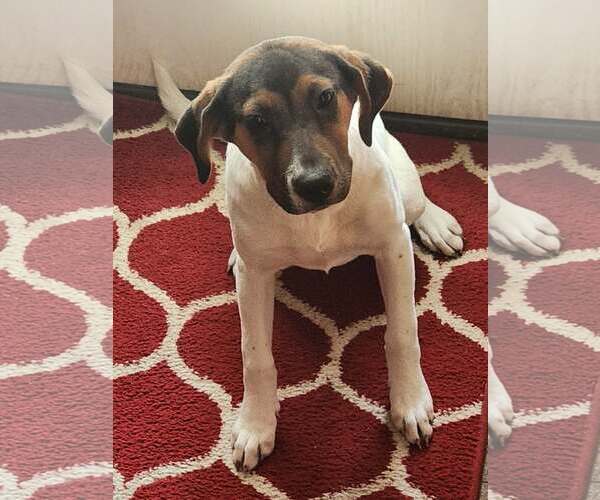 Medium Photo #6 Mutt Puppy For Sale in SHERBURNE, NY, USA