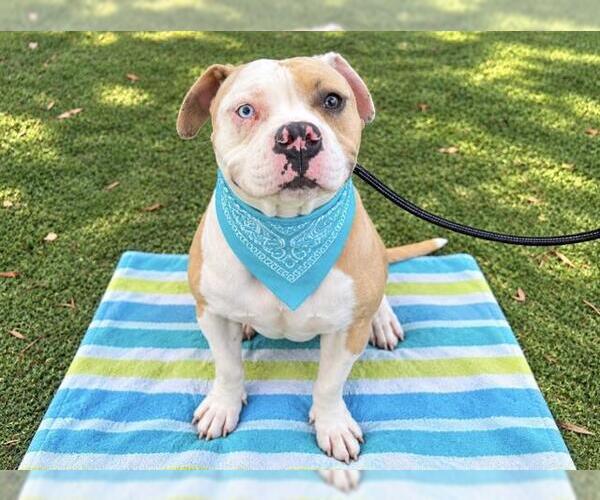 Medium Photo #2 Mutt Puppy For Sale in Orange, CA, USA