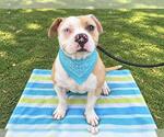 Small Photo #2 Mutt Puppy For Sale in Orange, CA, USA