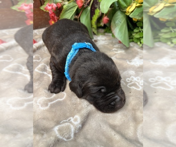 Medium Photo #9 Labrador Retriever Puppy For Sale in NEOLA, WV, USA