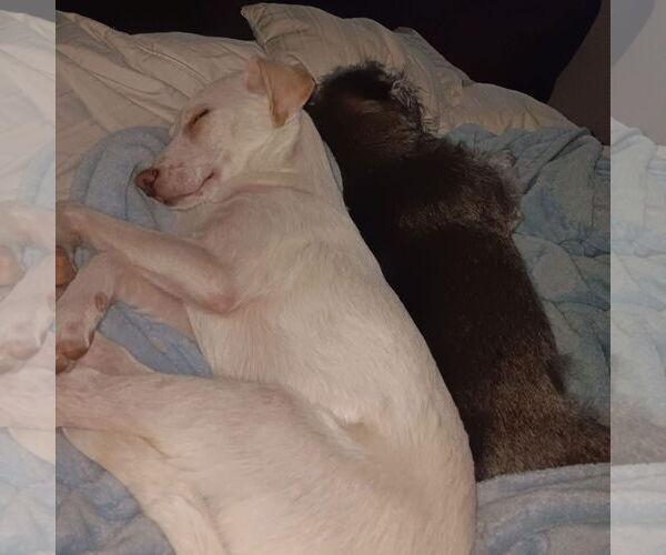 Medium Photo #3 Chihuahua-Labrador Retriever Mix Puppy For Sale in Virginia Beach, VA, USA