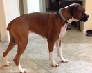 Small Photo #1 Boxer Puppy For Sale in SEGUIN, TX, USA