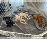 Small #2 Labrador Retriever-Pembroke Welsh Corgi Mix