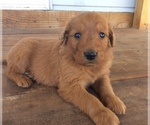 Small Photo #8 Goldendoodle Puppy For Sale in DAYTON, VA, USA