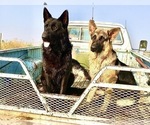 Small #22 German Shepherd Dog