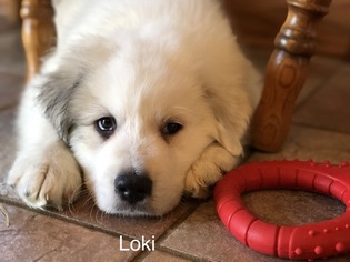 Great Pyrenees Puppy for sale in DEERFIELD, OH, USA
