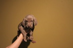 Small Photo #1 Weimaraner Puppy For Sale in WILLIAMSTON, SC, USA