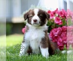 Small #2 Border Collie