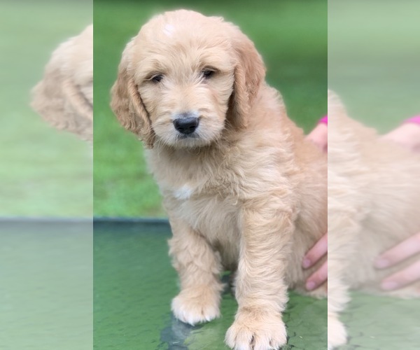 Medium Photo #8 Goldendoodle Puppy For Sale in MORGANTOWN, IN, USA
