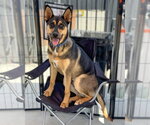 Small Gerberian Shepsky