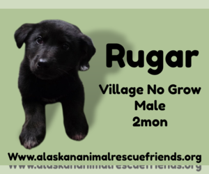 Mutt Dogs for adoption in Anchorage, AK, USA