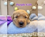 Small Photo #7 Golden Retriever Puppy For Sale in PEORIA, AZ, USA
