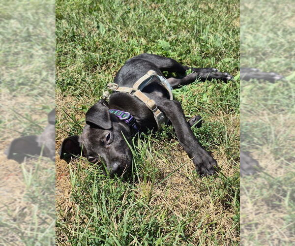 Medium Photo #14 American Pit Bull Terrier-Labrador Retriever Mix Puppy For Sale in Shermans Dale, PA, USA