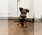 Small #8 German Shepherd Dog Mix