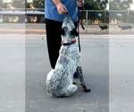 Small #2 Mutt