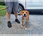 Small Photo #12 Beagle-Unknown Mix Puppy For Sale in Rustburg, VA, USA