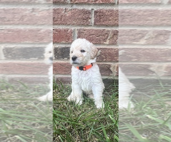 Medium Photo #5 Labradoodle Puppy For Sale in WILLISTON, SC, USA