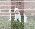 Puppy Orange collar Labradoodle