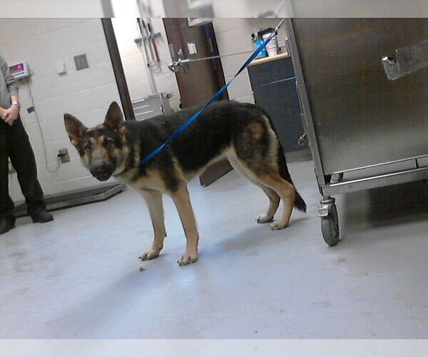 Medium Photo #1 German Shepherd Dog Puppy For Sale in Fayetteville, NC, USA