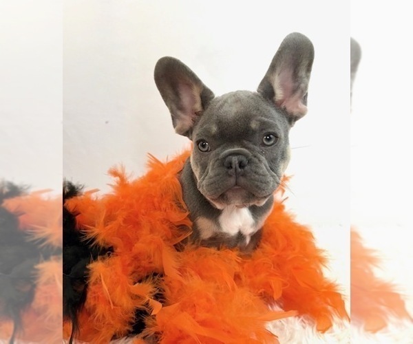 Medium Photo #5 French Bulldog Puppy For Sale in LAKE CITY, FL, USA