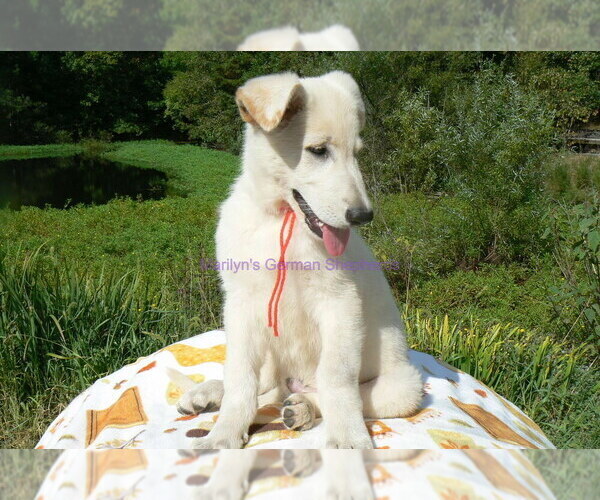 Medium Photo #5 German Shepherd Dog Puppy For Sale in PIEDMONT, MO, USA