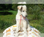 Small #4 German Shepherd Dog