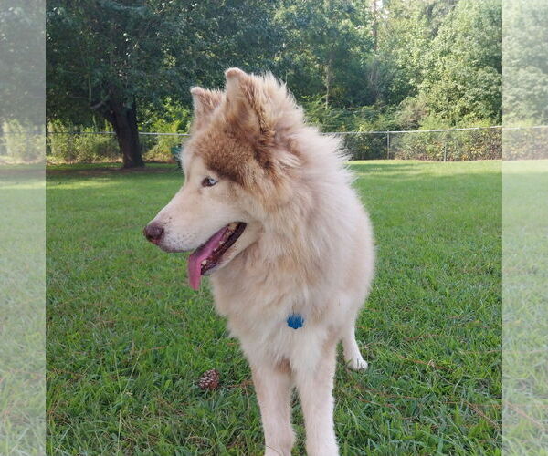 Medium Photo #4 Siberian Husky Puppy For Sale in Cumming, GA, USA
