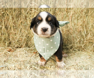 Miniature Australian Shepherd Puppy for sale in MAGNOLIA, TX, USA