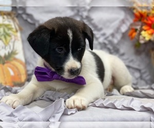 American Eskimo Dog-German Shepherd Dog Mix Puppy for sale in LANCASTER, PA, USA