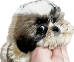 Small #1 Shih Tzu