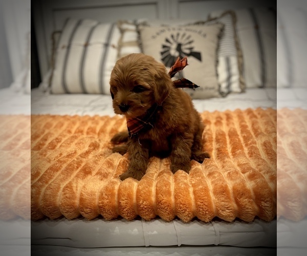 Medium Photo #26 Goldendoodle (Miniature) Puppy For Sale in SAINT JAMES, MO, USA