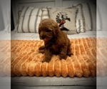 Small #7 Goldendoodle (Miniature)