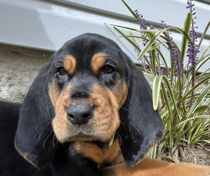 Bloodhound Puppy for sale in KETTERING, OH, USA