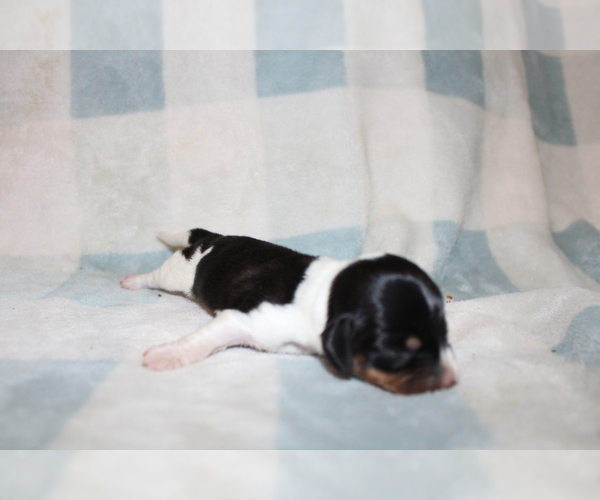 Medium Photo #3 Dachshund Puppy For Sale in BLMGTN, IN, USA