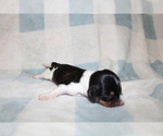 Small #2 Dachshund
