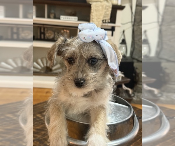 Medium Photo #10 Schnoodle (Miniature) Puppy For Sale in DINWIDDIE, VA, USA
