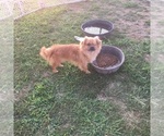 Small Photo #1 Cheeks Puppy For Sale in CORYDON, IA, USA