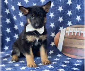 German Shepherd Dog Puppy for sale in LANCASTER, PA, USA