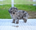 Small #2 Poodle (Toy)