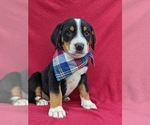 Small #5 Greater Swiss Mountain Dog