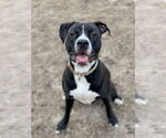 Small #4 American Pit Bull Terrier