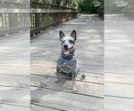 Small #1 Mutt