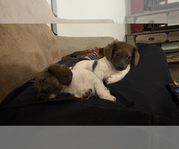 Medium Photo #8 Dachshund Puppy For Sale in BLANCHARD, OK, USA
